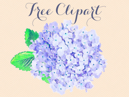 free watercolor hygrangea clipart